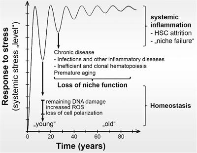 The Hematopoietic Bone Marrow Niche Ecosystem